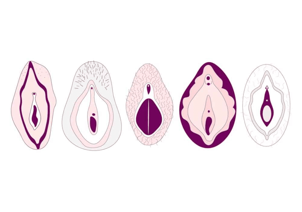 Các kiểu dáng âm hộ phổ biến