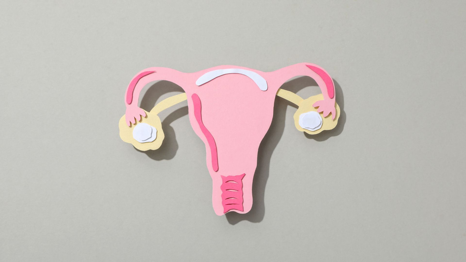 Cấu tạo bộ phận sinh dục nữ 3D bên ngoài