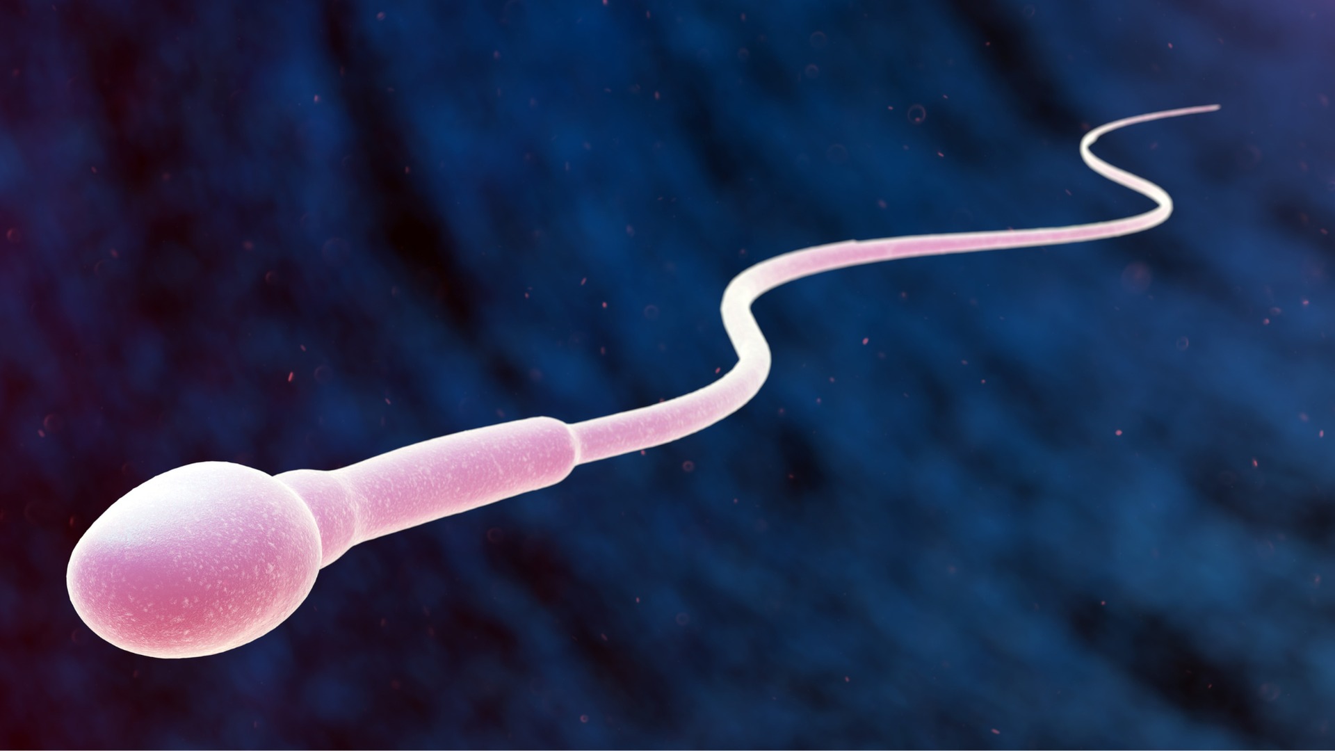 Hình ảnh tinh trùng bình thường