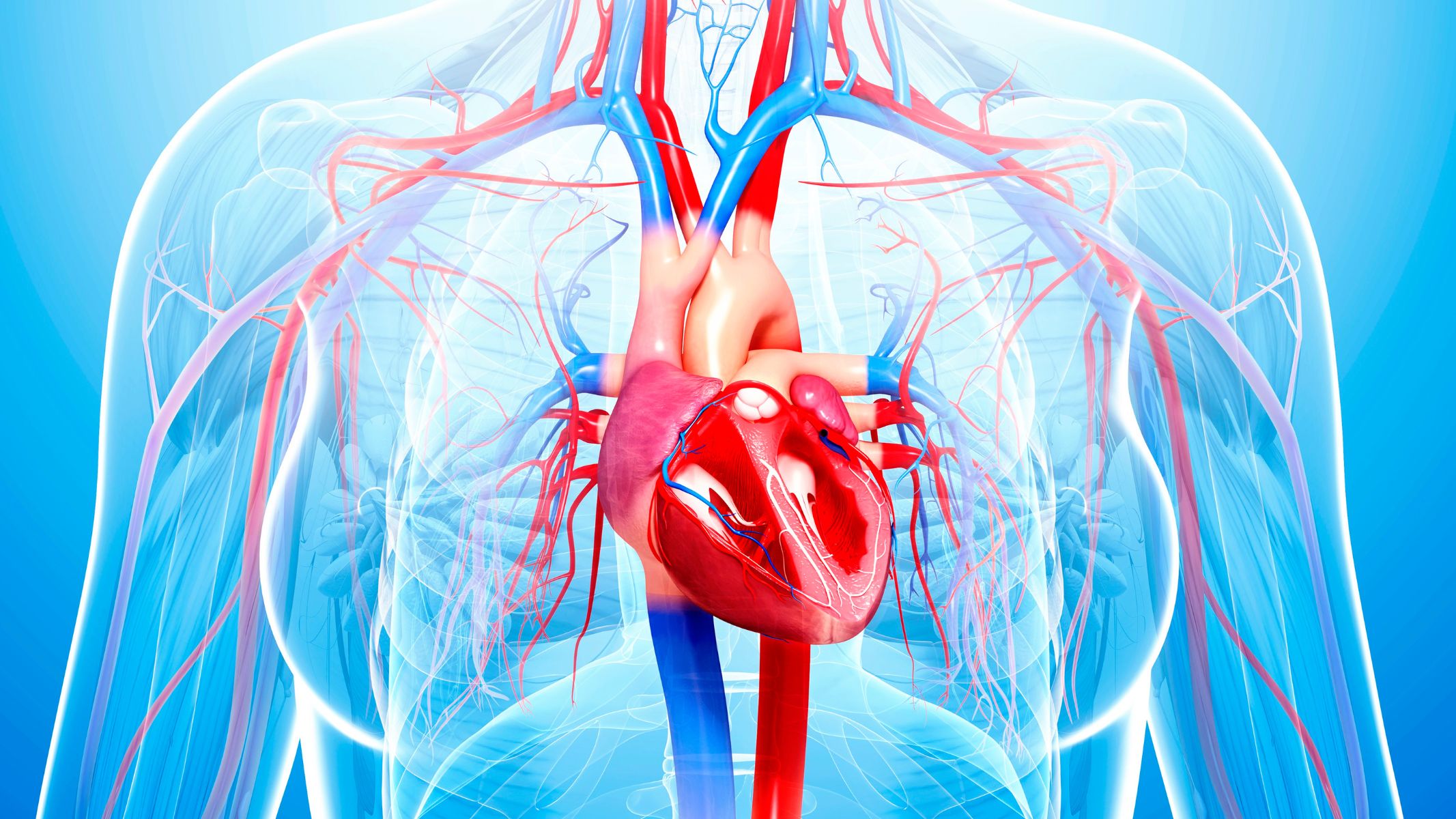 Tác dụng adrenaline lên tim mạch