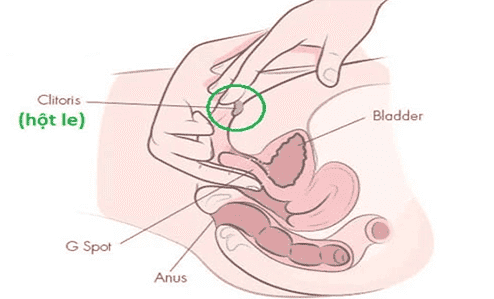 Kích thích hột le kết hợp điểm G