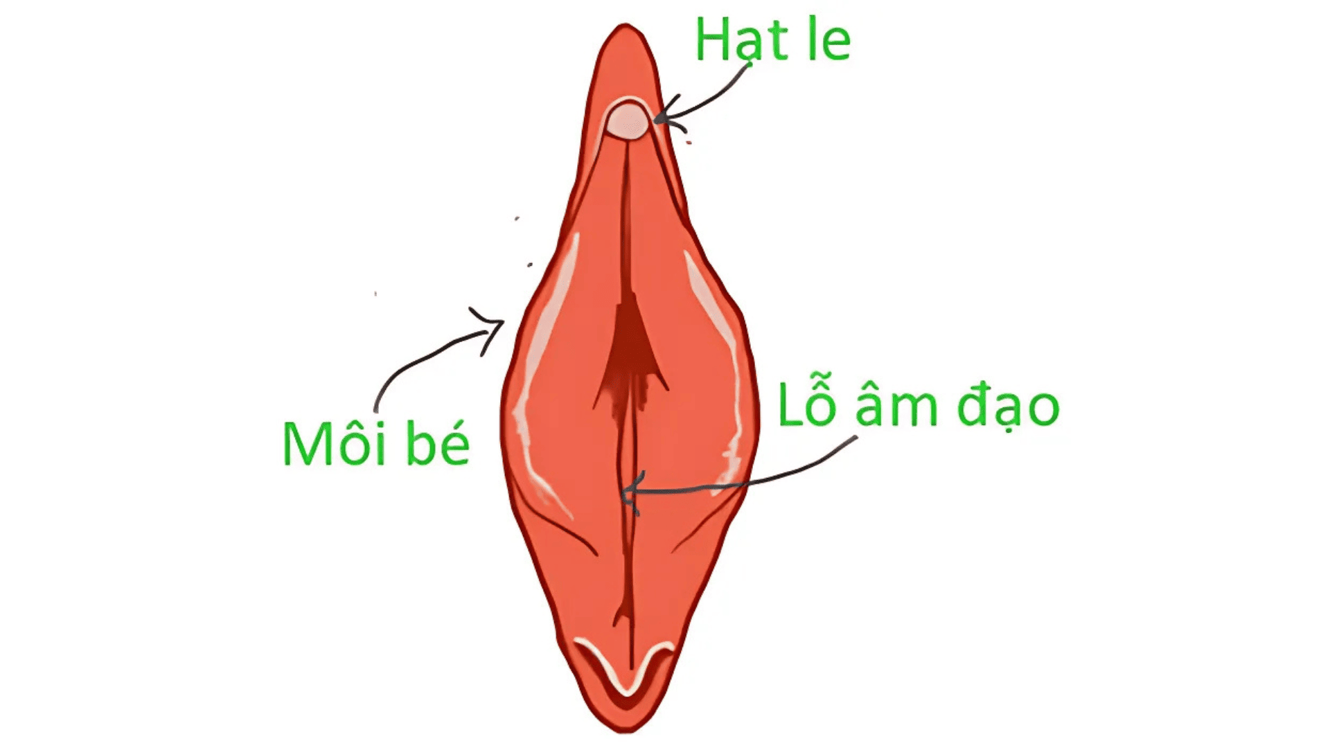 Vị trí hột le trên cơ thể phụ nữ