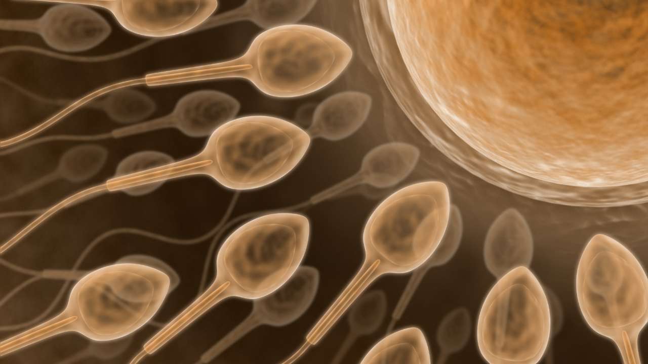 Thắt ống dẫn tinh có xuất được không