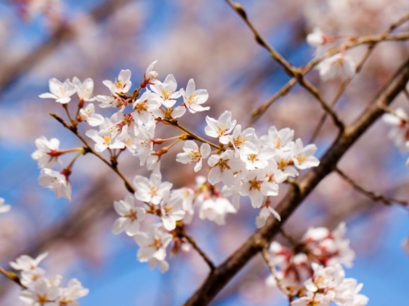 Vẻ đẹp rực rỡ của hoa anh đào Edohigan trong nắng xuân