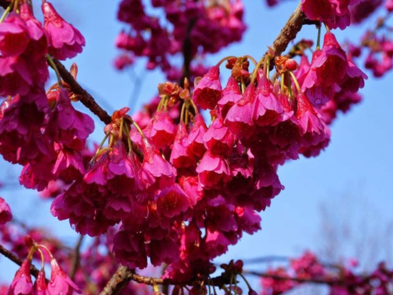 Loại hoa anh đào Kanhizakura với sắc hồng đậm đặc trưng