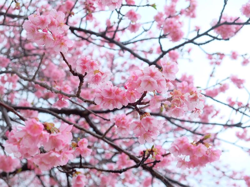 Đặc điểm sinh học và vẻ đẹp của cây hoa anh đào