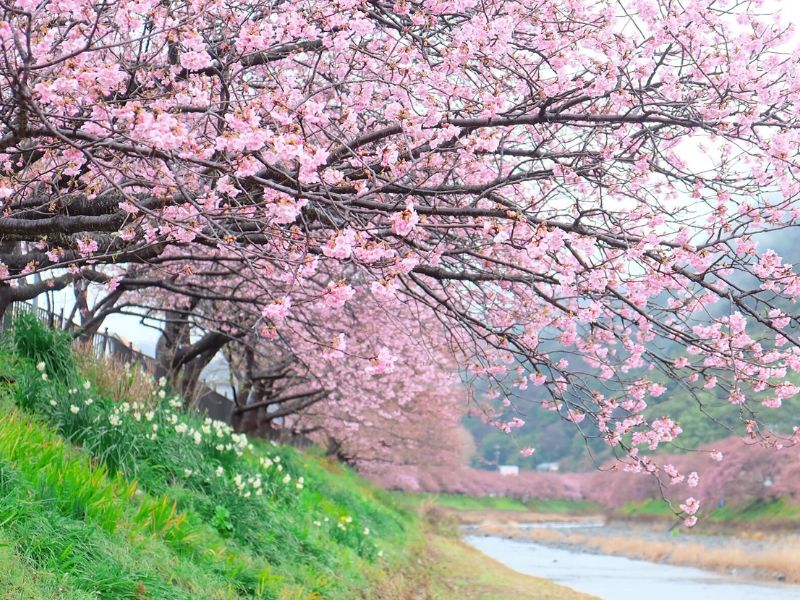 Khám phá ý nghĩa hoa anh đào trong đời sống và tâm linh