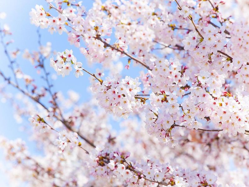 Ý nghĩa các loại hoa anh đào trắng và hồng