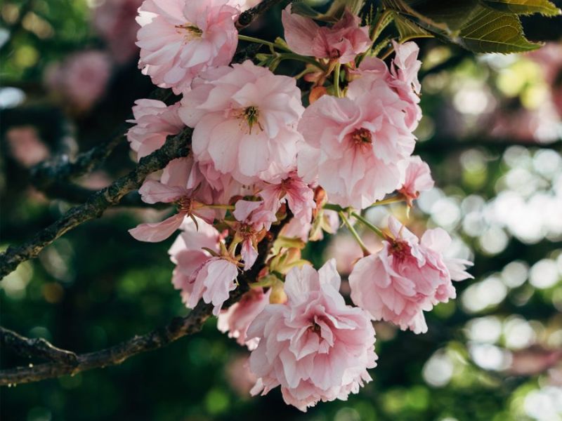 Hoa anh đào Yaezakura với nhiều lớp cánh lộng lẫy