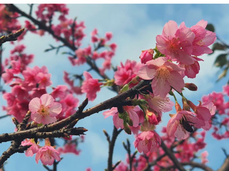 Mùa xuân hoa anh đào nở