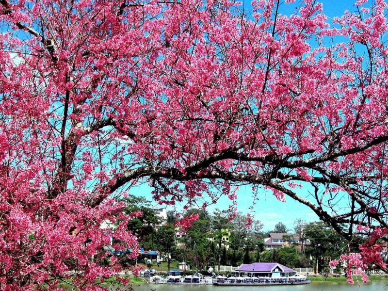 Hoa anh đào bên bờ sông