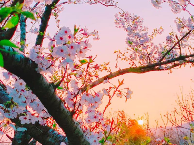 Hoa anh đào lúc hoàng hôn